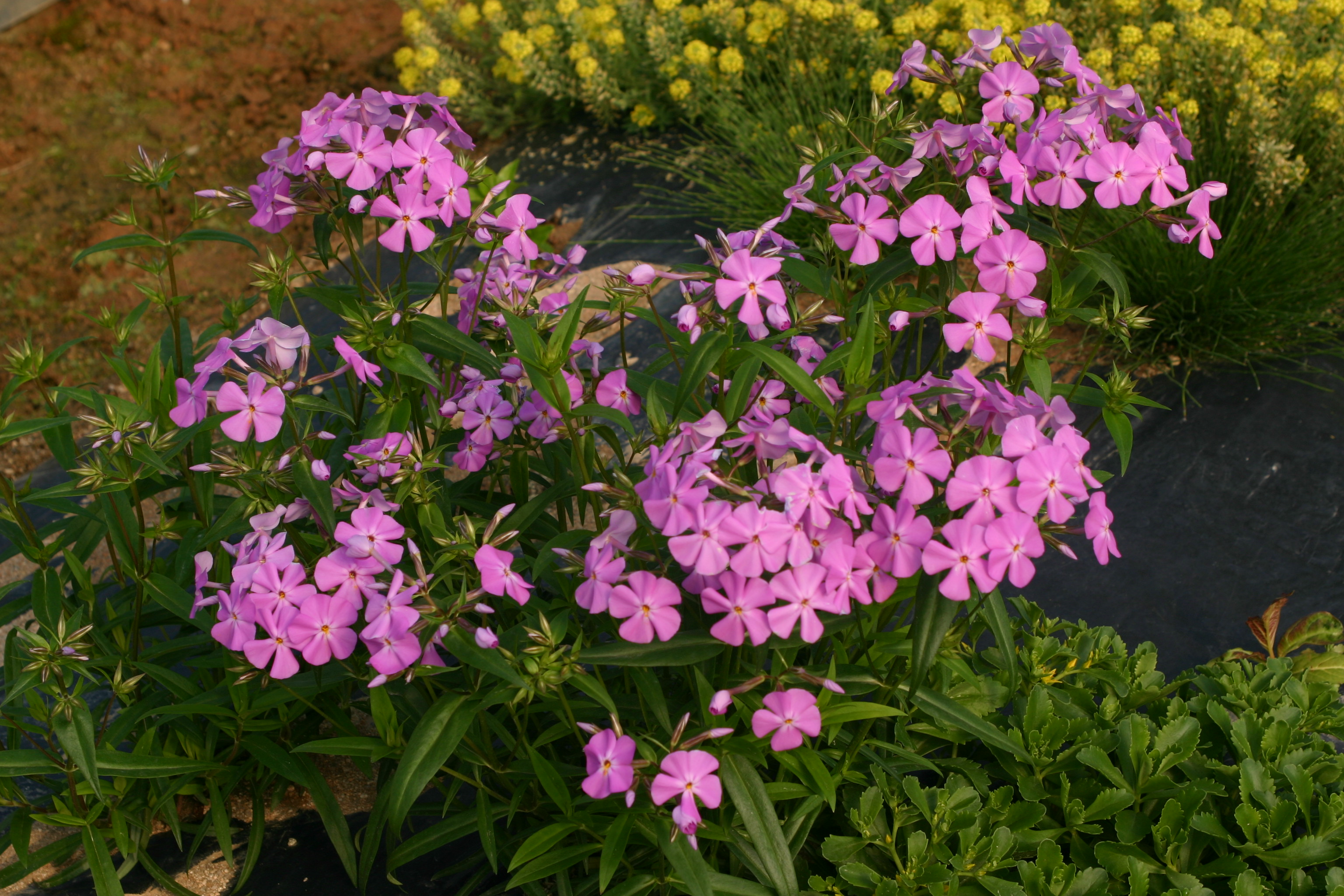 Phlox divaricata subsp. laphamii 'Chattahoochee'